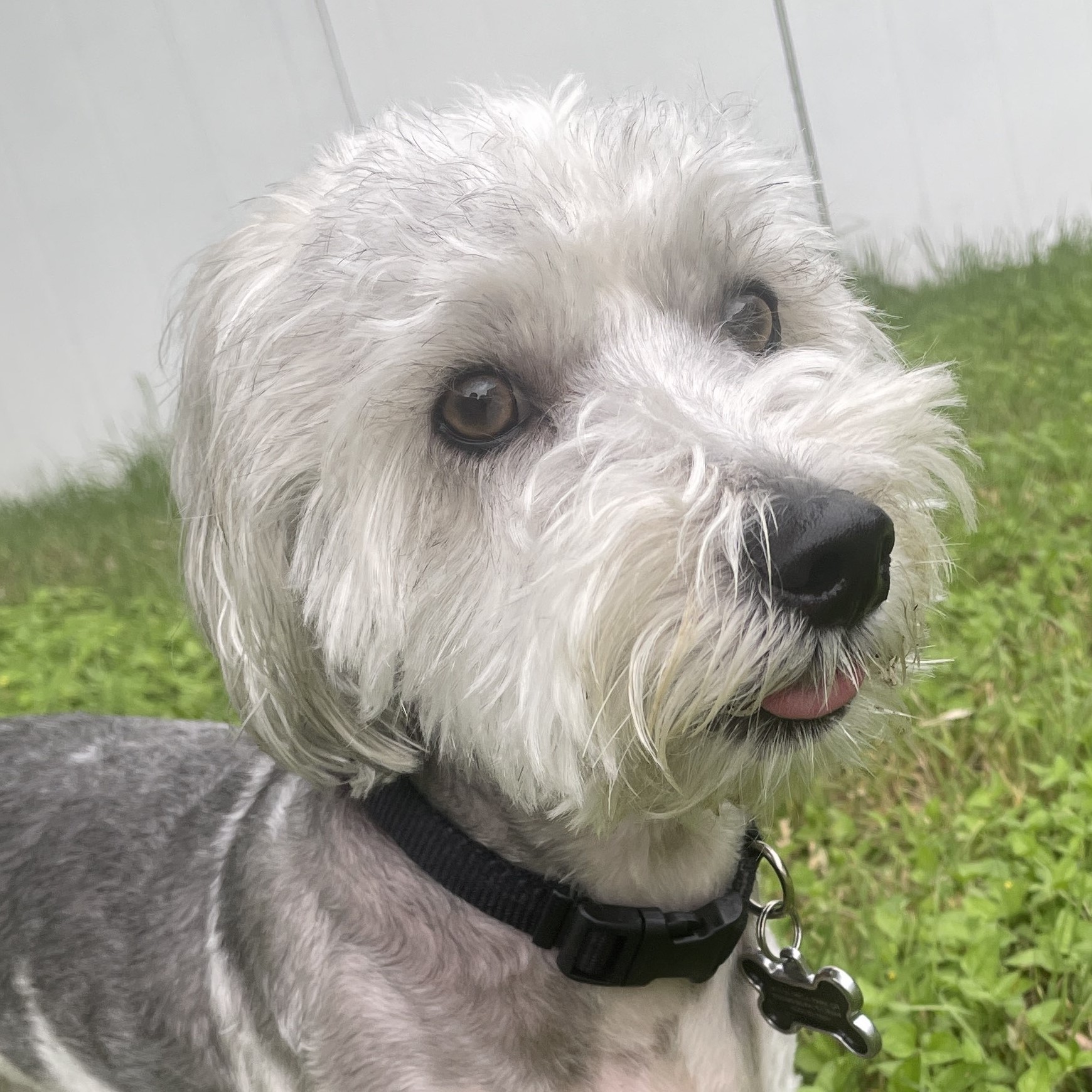 A gray and white schnauzer poodle mix dog named Snoopy, also known as Noah's Coding Partner!